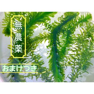 アナカリス 10本 -天然無農薬- ☆おまけつき☆(アクアリウム)