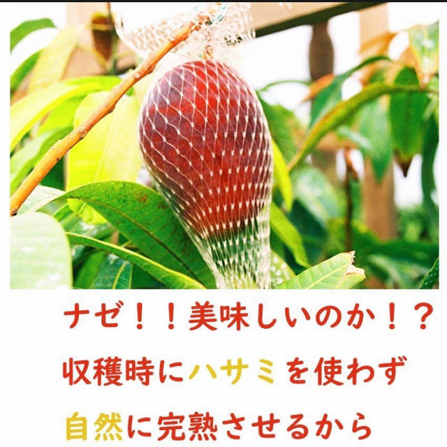 送料無料 完熟マンゴー 2kg 宮崎産 お中元 のし 6玉〜10玉 ギフト 安い 食品/飲料/酒の食品(フルーツ)の商品写真