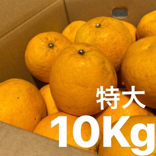 特大　宇和ゴールド　10Kg  河内晩柑　愛媛　みかん(フルーツ)