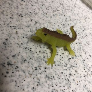 グリーンイグアナ(その他)
