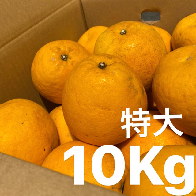 特大　宇和ゴールド　10Kg  河内晩柑　愛媛　みかん 食品/飲料/酒の食品(フルーツ)の商品写真