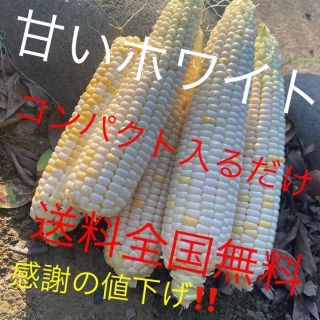 激うまホワイトとうもろこしコンパクト入るだけ感謝の値下げ❗️(野菜)