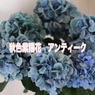 ﾟ･❁⃘*.ﾟ紫陽花苗　秋色あじさいブルー系 ✲*ﾟアンティーク･*:.｡(ドライフラワー)