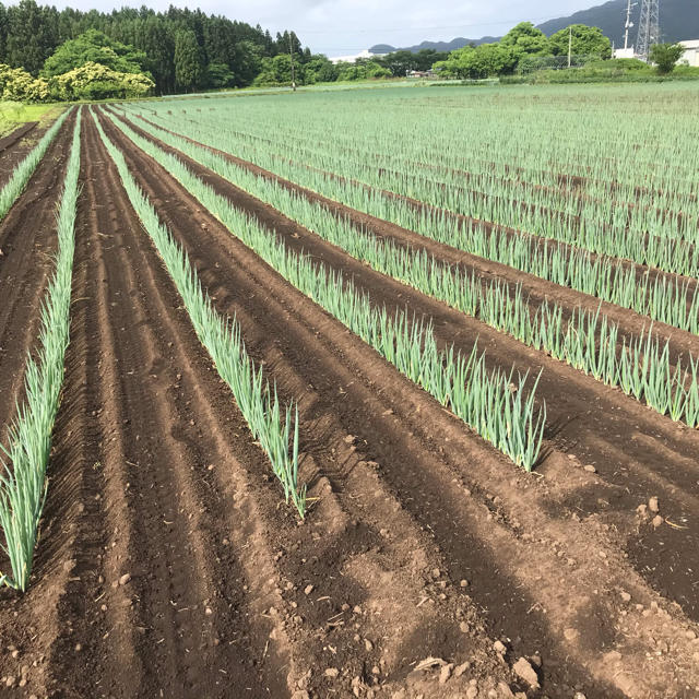 白ネギ大苗(太さ5mm以上) 400本