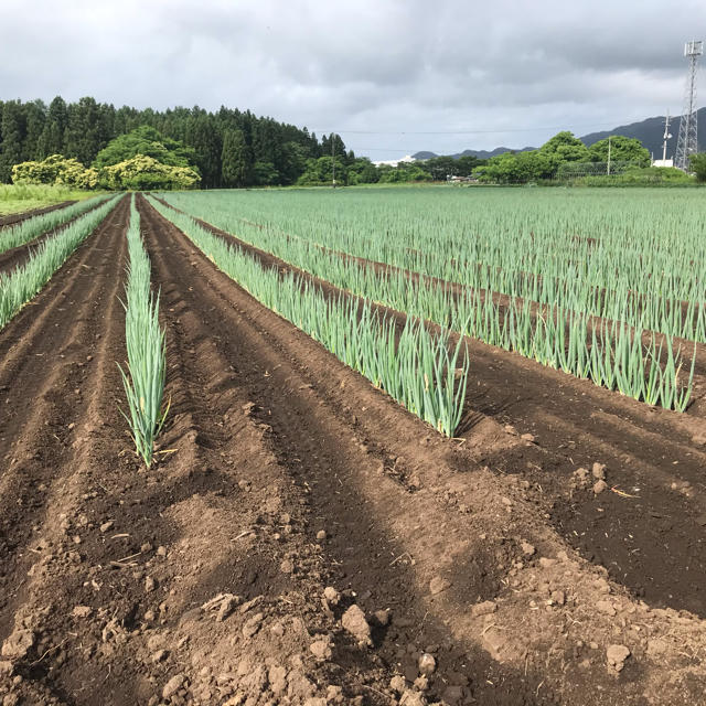 白ネギ大苗(太さ5mm以上) 400本 食品/飲料/酒の食品(野菜)の商品写真