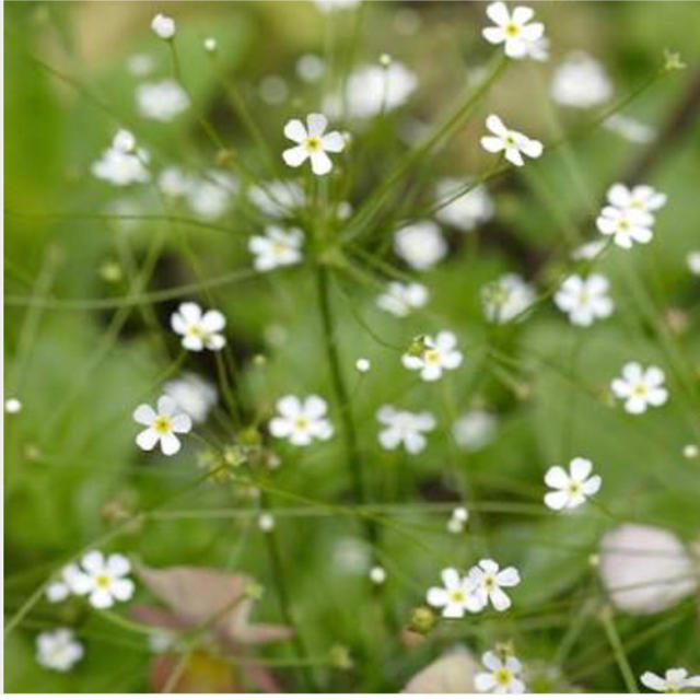 珍しいお花の種　アンドロサセ  スターダスト 50粒　寄せ植え　ギャザリングにも ハンドメイドのフラワー/ガーデン(その他)の商品写真