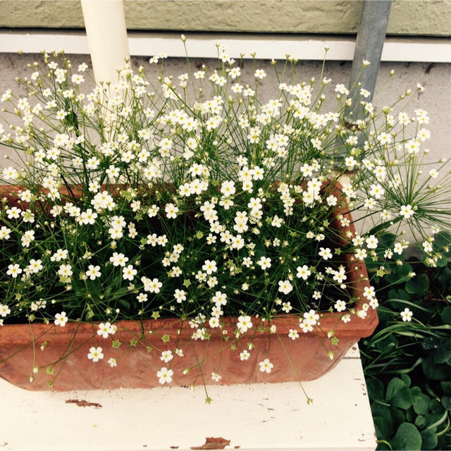 珍しいお花の種　アンドロサセ  スターダスト 50粒　寄せ植え　ギャザリングにも ハンドメイドのフラワー/ガーデン(その他)の商品写真