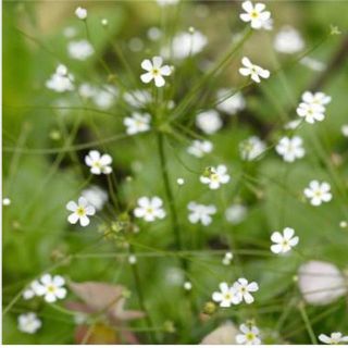 珍しいお花の種　アンドロサセ  スターダスト 50粒　寄せ植え　ギャザリングにも(その他)