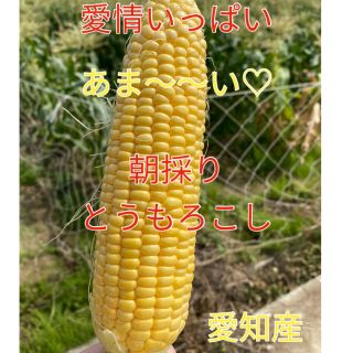 mikikoさん専用☆甘さ太鼓判　朝採れとうもろこし　（訳あり）値下げ中(野菜)