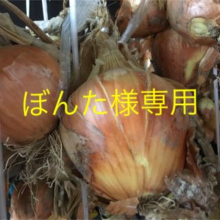 ぼんた様専用　新玉ねぎ　5kg(野菜)