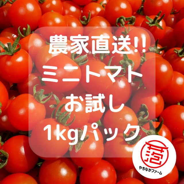 農学博士のミニトマト✨【Dr.トマト 1kg】青森津軽産 食品/飲料/酒の食品(野菜)の商品写真