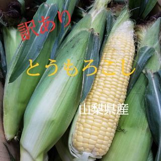 🌽甘味抜群🆗‼️鮮度抜群🆗‼️トウモロコシ🌽(野菜)