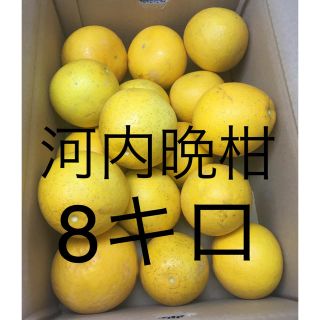 今週中!! 最終収穫!! 宇和島産 河内晩柑(フルーツ)