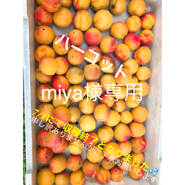 長野県千曲市産 ハーコット 収穫終了 miya様専用 食品/飲料/酒の食品(フルーツ)の商品写真