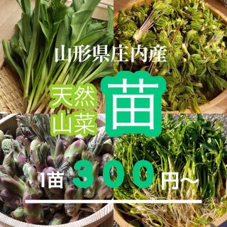 コシアブラ苗15本専用(野菜)