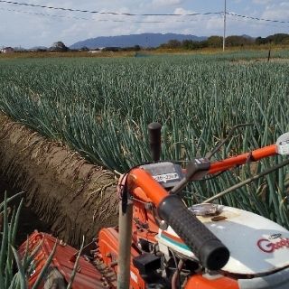 鳥取県産 白ねぎ(野菜)