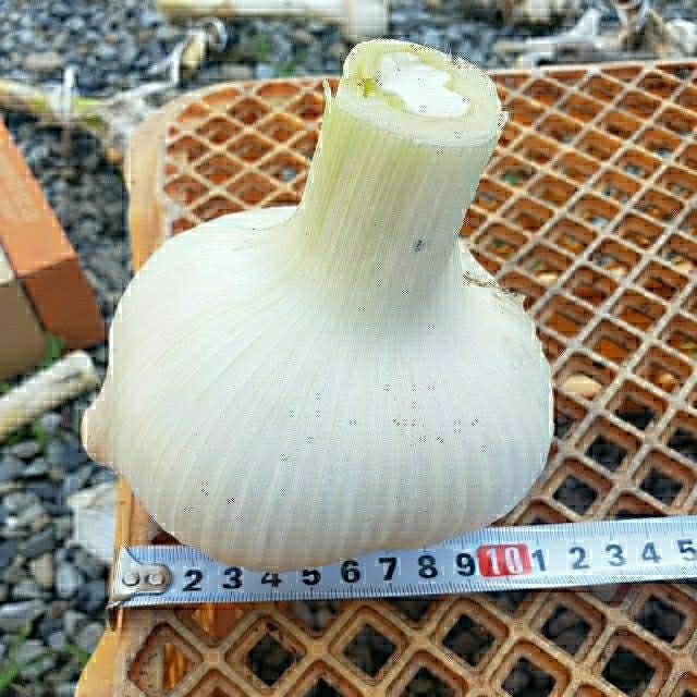 【バラ売り】ジャンボニンニク　900g 食品/飲料/酒の食品(野菜)の商品写真