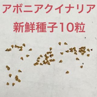 アボニア クイナリア(赤花)新鮮種子10粒(その他)