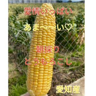 コペルさん専用☆甘さ太鼓判　朝採れとうもろこし　（訳あり）値下げ中(野菜)