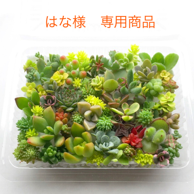 はな様専用商品　多肉植物　セダム⭐︎その他カット苗パック　15種類以上　 ハンドメイドのフラワー/ガーデン(その他)の商品写真