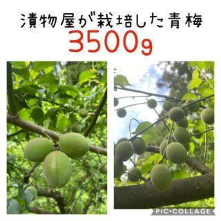 青梅　白加賀　3.5kg(フルーツ)