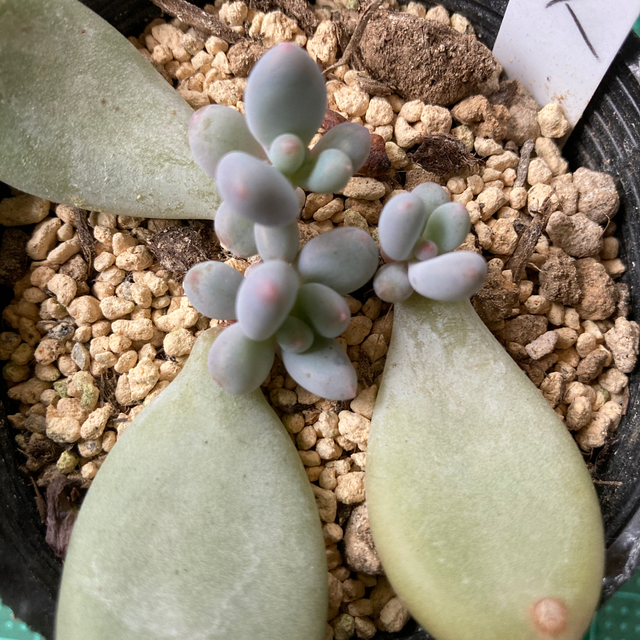 多肉植物 月美人 葉挿しっ子3苗セット⭕️お値下げの通販 by 多肉植物 月美人 葉挿しっ子3苗セット⭕️お値下げの通販 by