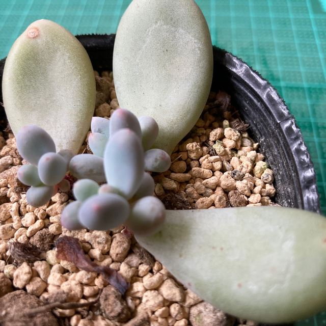 多肉植物 月美人 葉挿しっ子3苗セット⭕️お値下げの通販 by 多肉植物 月美人 葉挿しっ子3苗セット⭕️お値下げの通販 by