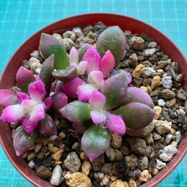 多肉 桜 吹雪 ピンク に ならない