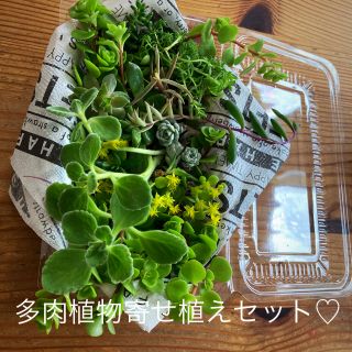 お試し　セダム　多肉植物　　アロマティカス　寄せ植えセット♡(プランター)