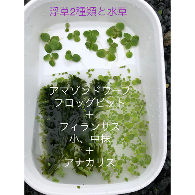 浮草2種類 水草アナカリスの通販 By ジュジュジュジュジュ S Shop ラクマ 浮草2種類 水草アナカリスの通販 By ジュジュジュジュジュ S Shop ラクマ