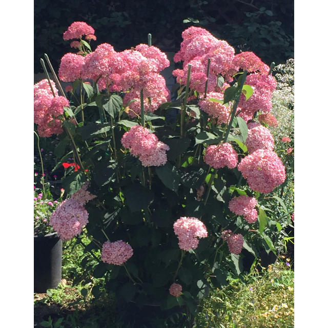 そろそろ終了 お花屋さんが作ったピンクアナベルの挿し穂 2本です の通販 By 銀の紫陽花 S Shop ラクマ そろそろ終了 お花屋さんが作ったピンクアナベルの挿し穂 2本です の通販 By 銀の紫陽花 S Shop ラクマ