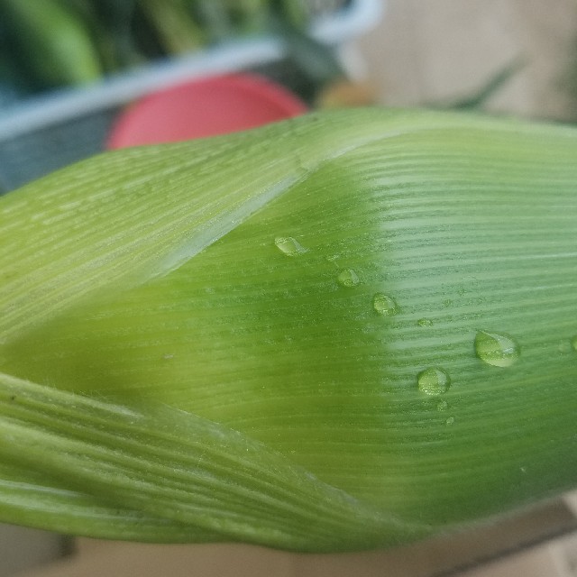 6本　とうもろこし　ゴールドラッシュ　茄子 食品/飲料/酒の食品(野菜)の商品写真