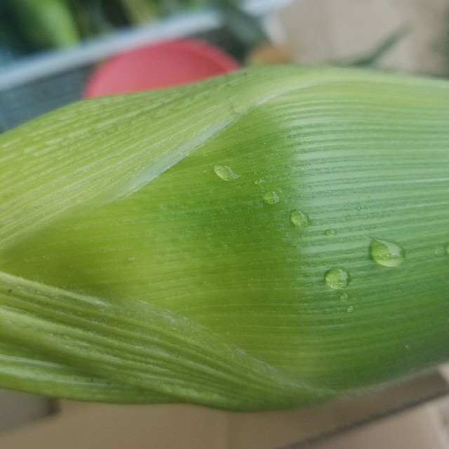 8本　とうもろこし　ゴールドラッシュ　茄子 食品/飲料/酒の食品(野菜)の商品写真