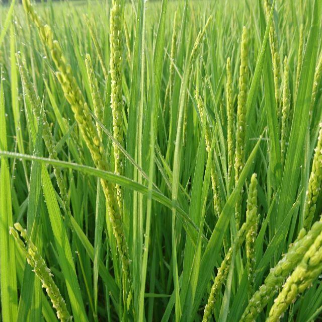 米/穀物玄米但馬産　コシヒカリ20ｋｇ令和元年１等米