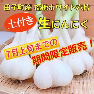 ☆期間限定☆ 生にんにく 土付き 10玉 青森県田子町産 福地ホワイト六片(野菜)