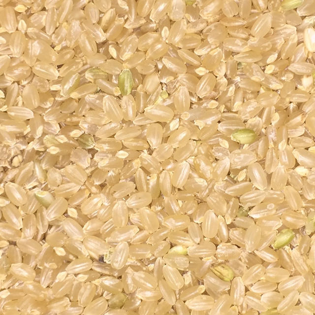 新米令和元年度 高知県産コシヒカリ 10kg玄米 精米無料 食品/飲料/酒の食品(米/穀物)の商品写真