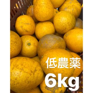 愛媛　低農薬　宇和ゴールド6Kg   河内晩柑　みかん(フルーツ)