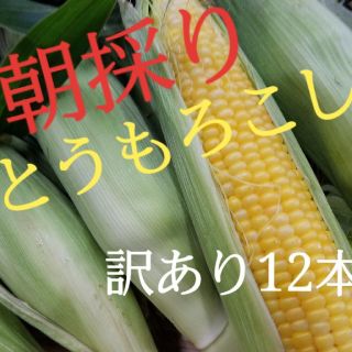 朝採りとうもろこし　(訳あり)(野菜)