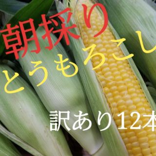 朝採りとうもろこし　(訳あり)(野菜)