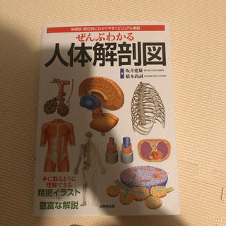 人体解剖図(健康/医学)
