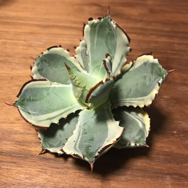 兜蟹錦 イシスメンシス アガベ 多肉植物 チタノタ アトミックゴールドの通販 By 棘乃助 S Shop ラクマ 兜蟹錦 イシスメンシス アガベ 多肉植物 チタノタ アトミックゴールドの通販 By 棘乃助 S Shop ラクマ