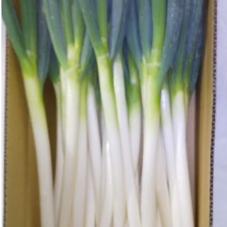 鳥取県産 白ねぎ  3kg(野菜)