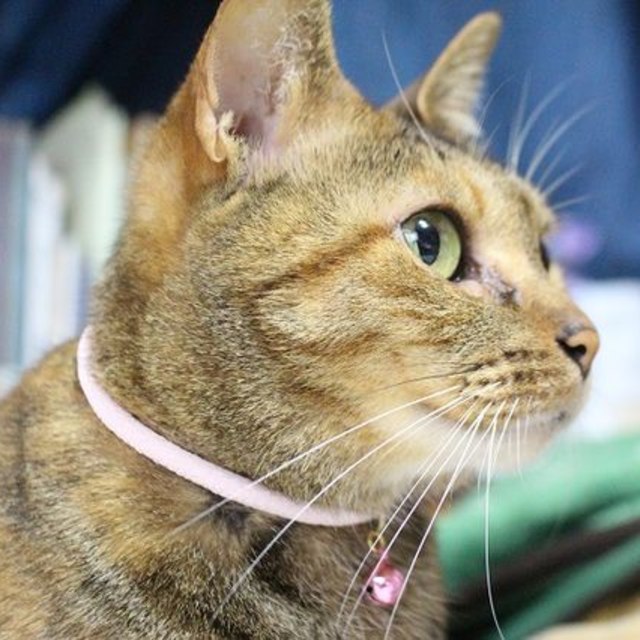 まわし首輪（子猫＆成猫用）・ピンク ハンドメイドのペット(リード/首輪)の商品写真