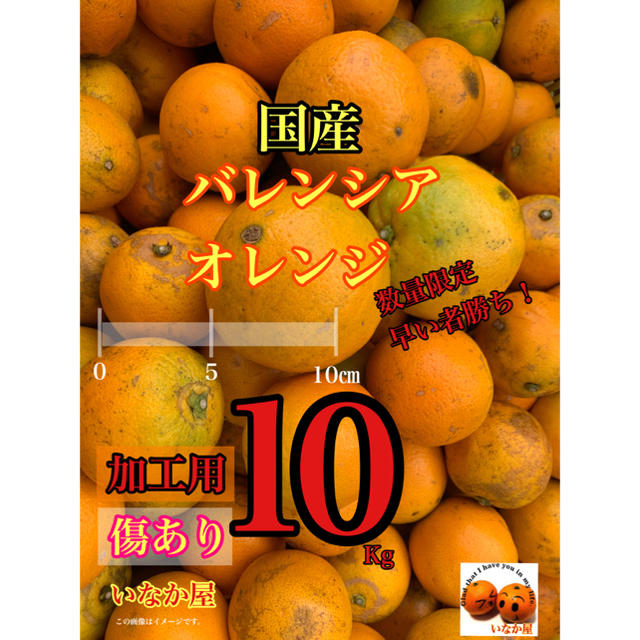 バレンシア オレンジ　加工用　早い者勝ち 食品/飲料/酒の食品(フルーツ)の商品写真