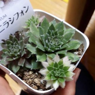 ①斑入りバニラシフォン 抜き苗 多肉植物(その他)