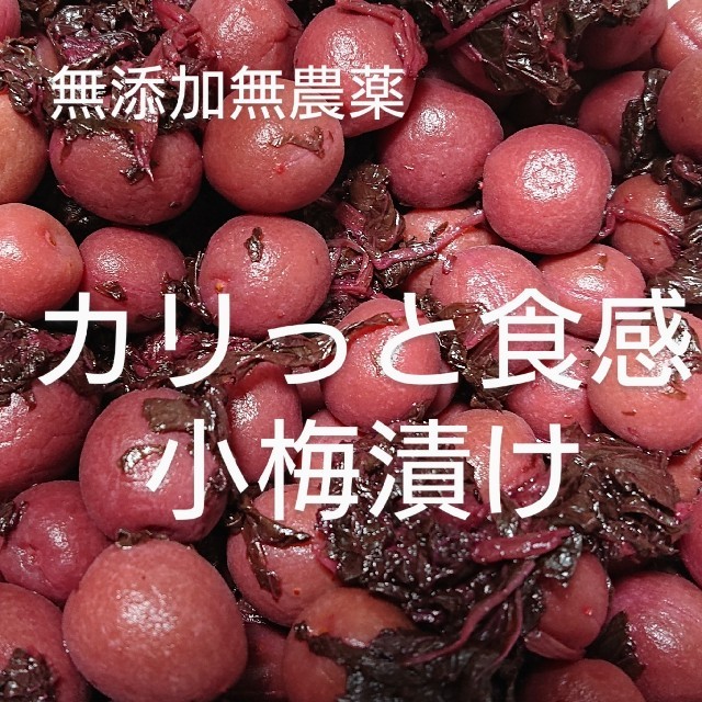 梅干し 小梅漬け(カリっと食感)500g 食品/飲料/酒の加工食品(漬物)の商品写真