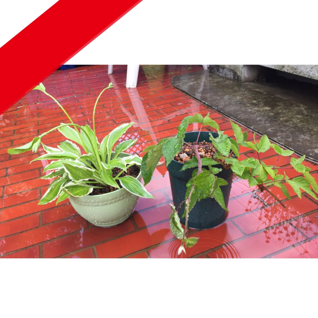 株分け二種、、7号鉢植え ハンドメイドのフラワー/ガーデン(その他)の商品写真
