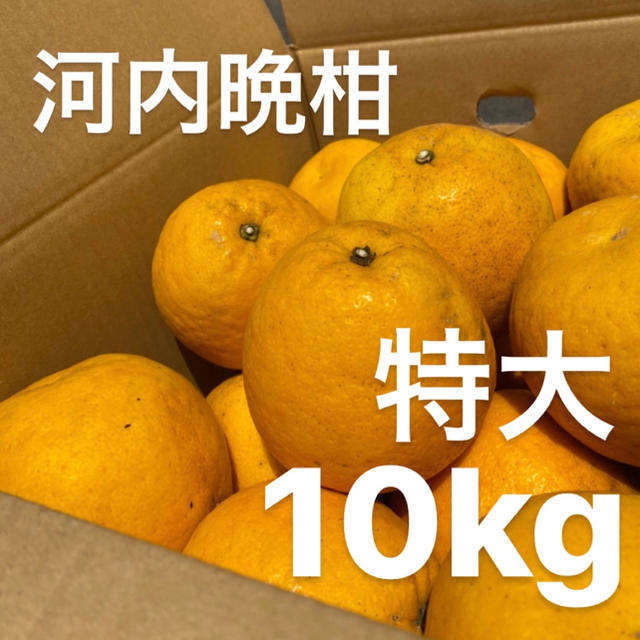 特大　宇和ゴールド　10Kg  河内晩柑　愛媛　みかん 食品/飲料/酒の食品(フルーツ)の商品写真