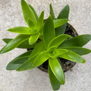 多肉植物　りんご火祭り(その他)