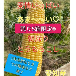 今年最終収穫！甘さ太鼓判　朝採れとうもろこし（訳あり）(野菜)